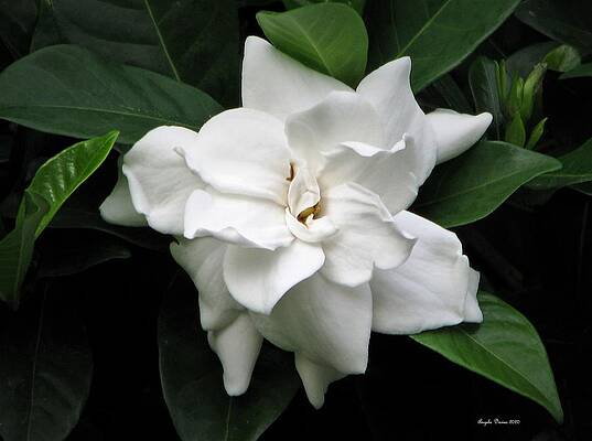 Gardenia Night by Angela Davies Gardenia Night by Angela Davies