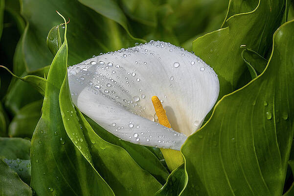 Garrapata Beach Calla Lily after Spring Rain by Doug Holck Garrapata Beach Calla Lily after Spring Rain by Doug Holck