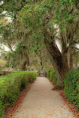 Wall Art featuring the photograph Gated Entrance At Middleton Place Plantation by Cindy Robinson