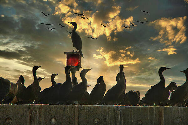 Gathering by Ches Black Gathering by Ches Black