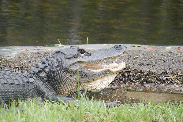 Gator in the Glades by Lindsey Floyd Gator in the Glades by Lindsey Floyd