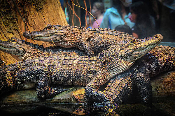 Gators by Richie Parks Gators by Richie Parks