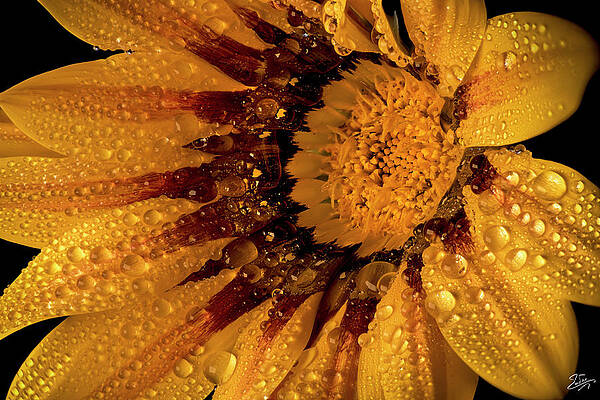 Gazinia With Rainwater by Endre Balogh Gazinia With Rainwater by Endre Balogh