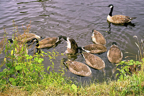 Geese feeding on the Rochdale Canal Lock 54 Slattocks UK by PICS BY TONY Geese feeding on the Rochdale Canal Lock 54 Slattocks UK by PICS BY TONY
