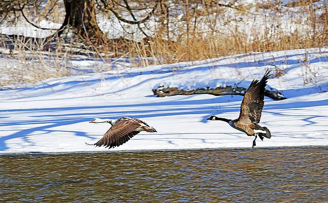 Geese In Flight In Winter On Speed River by Debbie Oppermann Geese In Flight In Winter On Speed River by Debbie Oppermann
