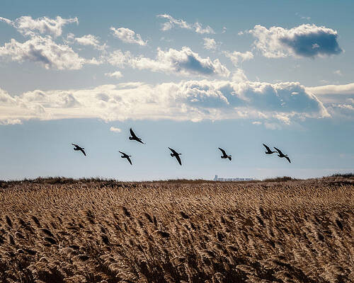 Geese in Flight by John Randazzo Geese in Flight by John Randazzo