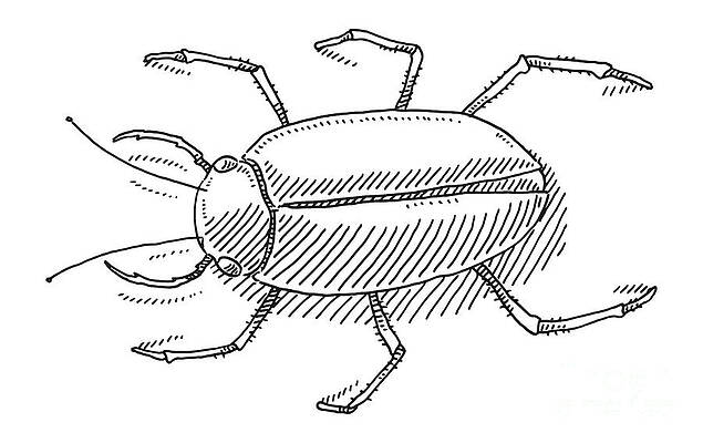 Wall Art - Drawing - Generic Bug Insect View From Above Drawing by Frank Ramspott