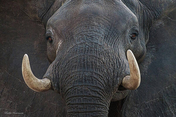 Wall Art - Photograph - Gentle Giant by Kathi Isserman