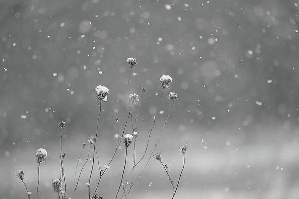 Gentle Winter Snowflakes by Dan Sproul Gentle Winter Snowflakes by Dan Sproul