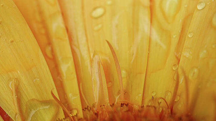 Wall Art - Photograph - Gerber Daisey Colorful Awakening by D Lee