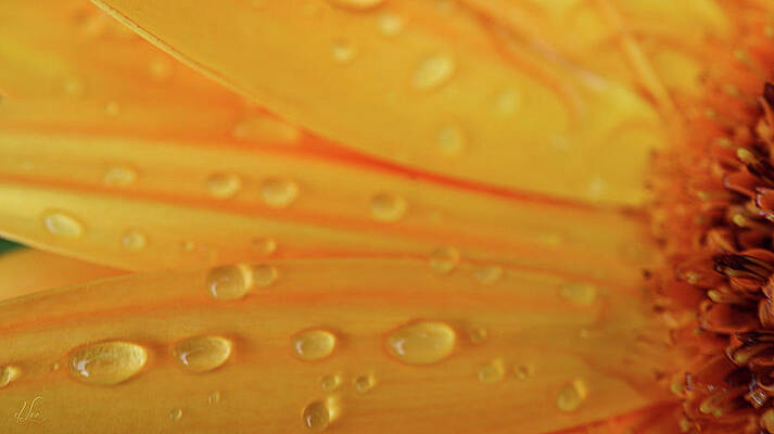 Photograph - Gerber Daisey Hydration by D Lee