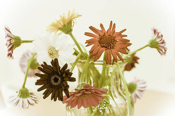 Gerbera Still Life 2 by Linda McRae Gerbera Still Life 2 by Linda McRae