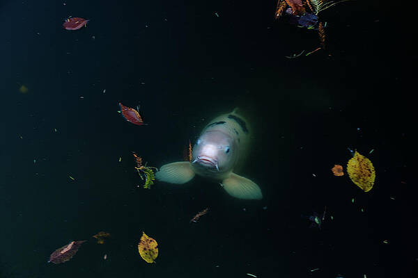 Ghost Koi III by Johnny Boyd Ghost Koi III by Johnny Boyd
