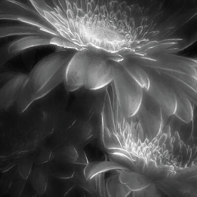 Ghostly Shades of Gray Gerberas Square by TONY GRIDER Ghostly Shades of Gray Gerberas Square by TONY GRIDER