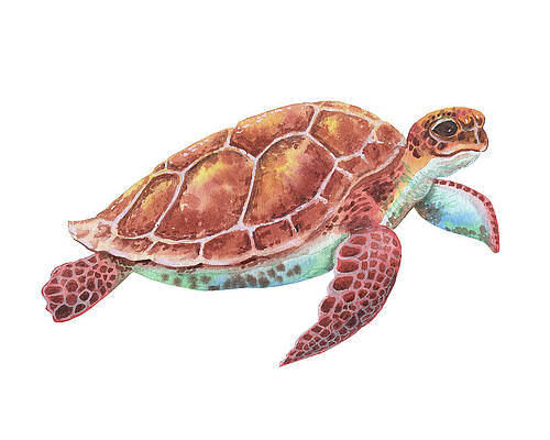 Baby Sea Turtle Paintings Fine Art America