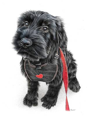 Giant Schnauzer by Casey 'Remrov' Vormer Giant Schnauzer by Casey 'Remrov' Vormer
