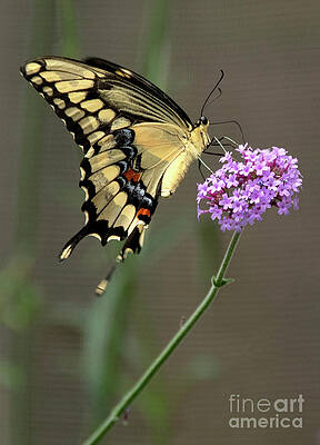 Giant Swallowtail by Charlene Aycock Giant Swallowtail by Charlene Aycock