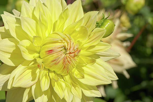 Giant Yellow Dahlia Advance by Sharon Talson Giant Yellow Dahlia Advance by Sharon Talson
