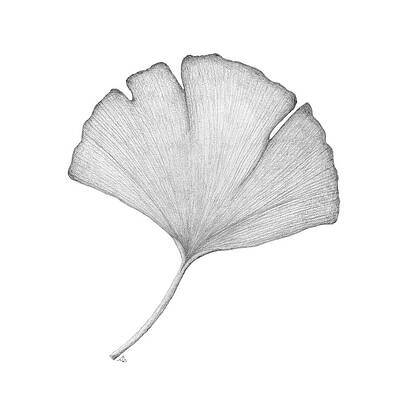 Wall Art - Drawing - Ginkgo Biloba Leaf by Ann Brantingham