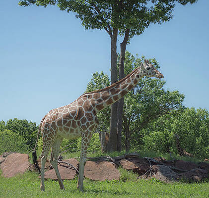 Giraffe at the zoo by Jennifer Wallace Giraffe at the zoo by Jennifer Wallace