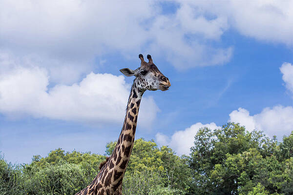 Giraffe by Zina Stromberg Giraffe by Zina Stromberg