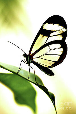 Glasswing Butterfly On A Leaf by Toula Mavridou-Messer Glasswing Butterfly On A Leaf by Toula Mavridou-Messer