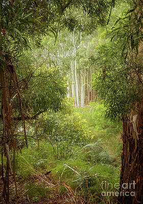 Glimpse by Jan Pudney Glimpse by Jan Pudney