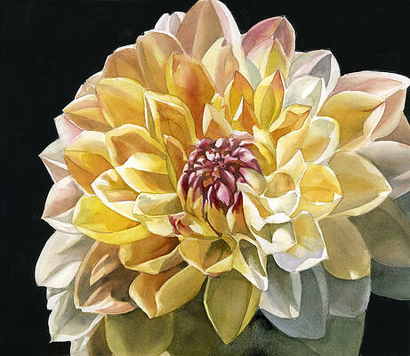 glorious dahlia by Alfred Ng glorious dahlia by Alfred Ng