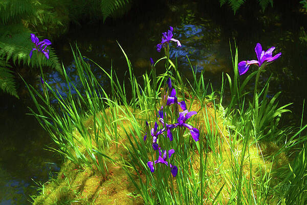 Wall Art - Photograph - Glorious Purple Iris  by Bonnie Follett
