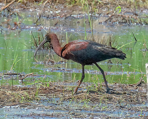 Glossy Ibis DMSB0094 by Gerry Gantt Glossy Ibis DMSB0094 by Gerry Gantt