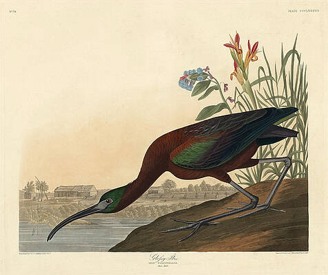 Glossy Ibis Print by Robert Havell