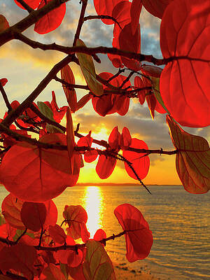 Wall Art - Photograph - Glowing Red by Stephen Anderson