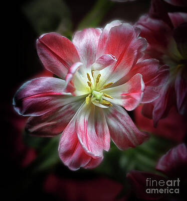 Glowing Tulip by Neala McCarten Glowing Tulip by Neala McCarten