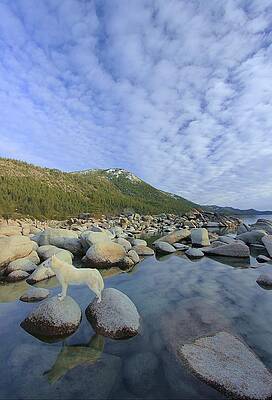 Go Wild In Lake Tahoe by Sean Sarsfield Go Wild In Lake Tahoe by Sean Sarsfield