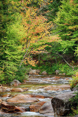 Wall Art - Photograph - Gold Over The Ammonoosuc #2878 by Dan Beauvais