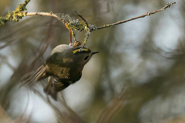 Goldcrest Mid Fidget by Wendy Cooper Goldcrest Mid Fidget by Wendy Cooper