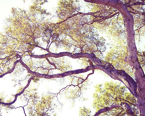 Golden Boughs by Lupen Grainne Golden Boughs by Lupen Grainne