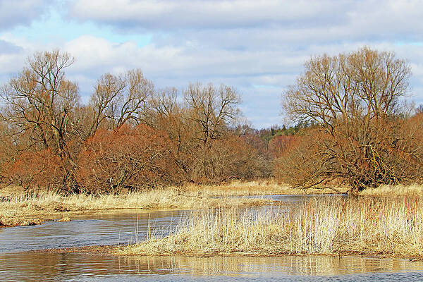 Golden Brown Spring At Wilson's Flats by Debbie Oppermann Golden Brown Spring At Wilson's Flats by Debbie Oppermann