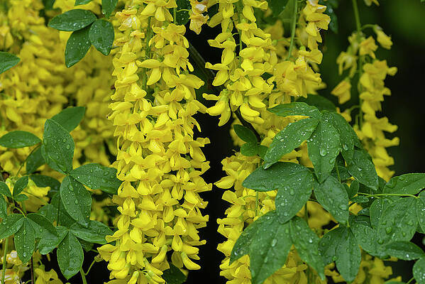 Golden Chain Tree by Robert Potts Golden Chain Tree by Robert Potts