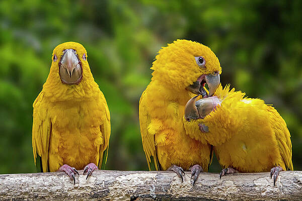 Wall Art - Photograph - Golden Conures by Arterra Picture Library
