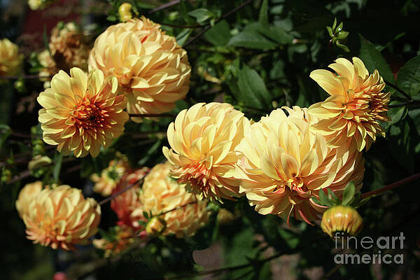 Golden Dahlias by Norma Appleton Golden Dahlias by Norma Appleton
