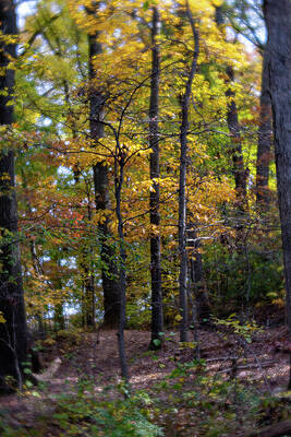 Golden Dream by Liz Albro Golden Dream by Liz Albro