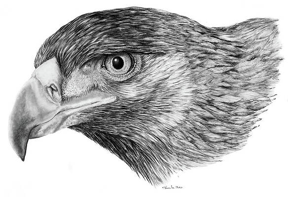 Golden Eagle Drawings (Page #2 of 2) | Fine Art America