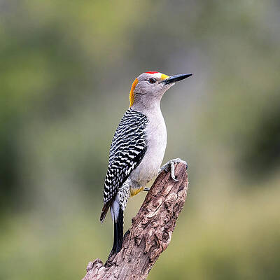 Golden-Fronted Woodpecker by Cheri Freeman Golden-Fronted Woodpecker by Cheri Freeman