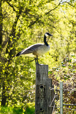 Golden Goose by Steph Gabler Golden Goose by Steph Gabler
