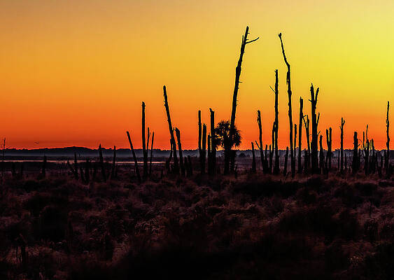  Photograph - Golden Horizon by Mireyah Wolfe