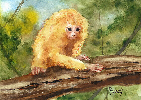 Golden Lion Marmoset by Sam Sidders Golden Lion Marmoset by Sam Sidders