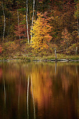 Wall Art - Photograph - Golden reflections by Paul Freidlund