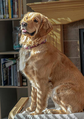 Golden Retriever Portrait by Philip Rispin Golden Retriever Portrait by Philip Rispin