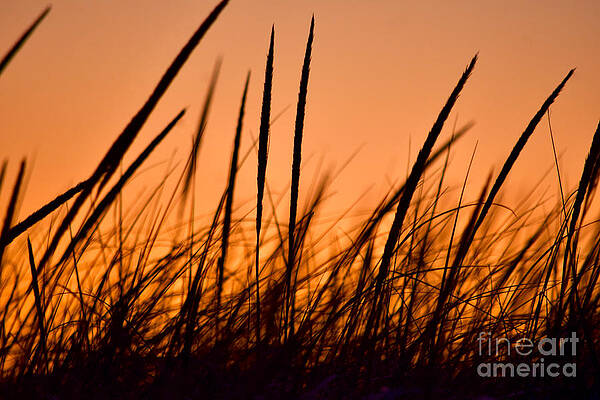 Wall Art - Photograph - Golden Sunset Beach Grass by Debra Banks